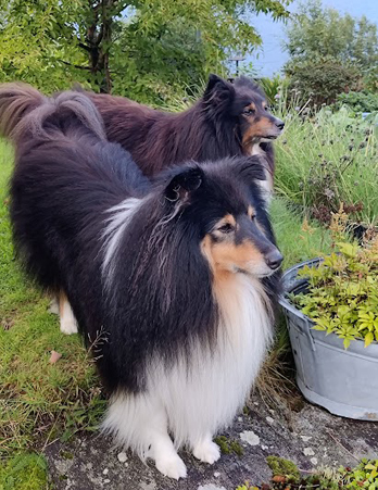 Kompis ved veis ende 2 Kompis og louie i september 2025. Foto johnsteffensen. No